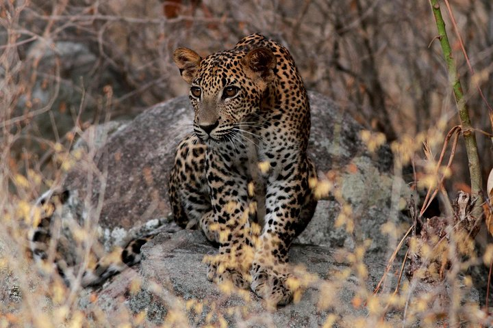 Leopard in Yala 